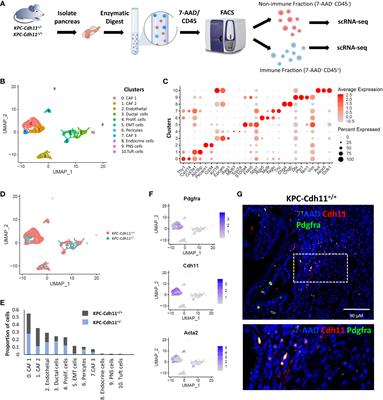 Loss of Cadherin-11 in pancreatic ductal adenocarcinoma alters tumor-immune microenvironment